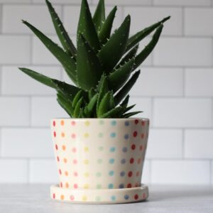 Planter with Saucer, Medium - Candy Dot