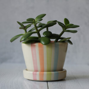 Neon stripe planter, small with saucer