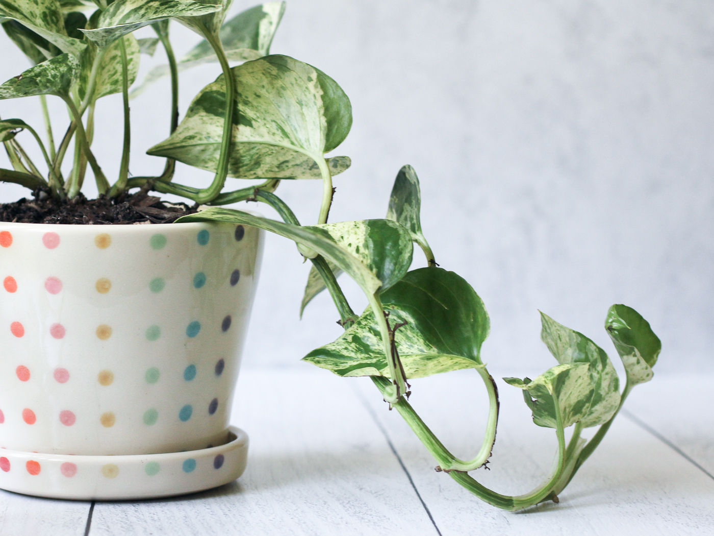 Candy Dot Planter - medium with saucer