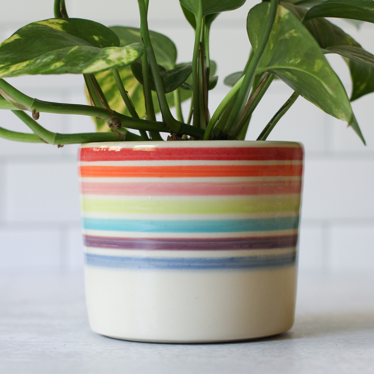 Rainbow rim medium planter