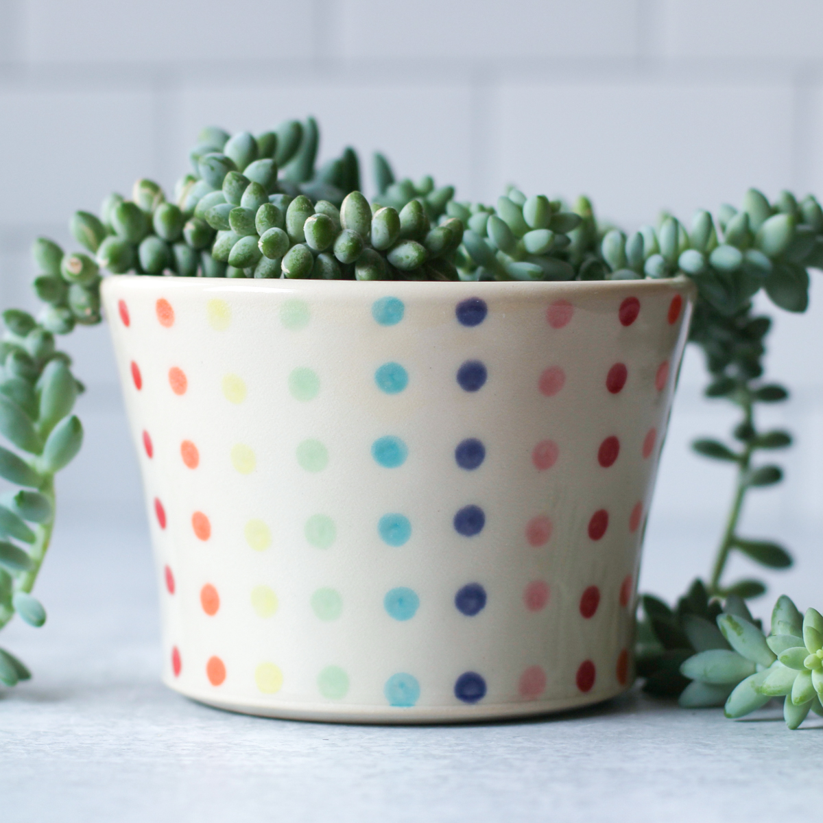 medium candy dot planter